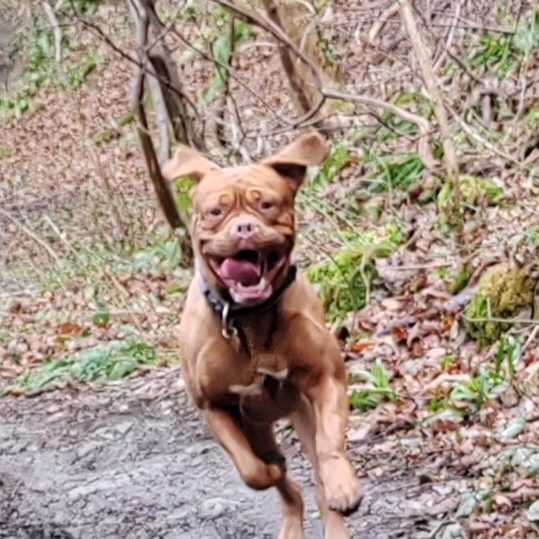 Dog enjoying a safe, supervised woodland walk with Barkley N Pawz in County Durham.