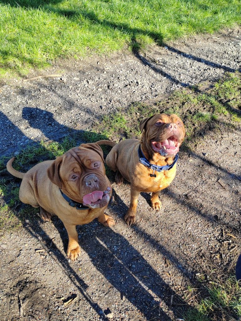two French mastiffs on a walk in Durham